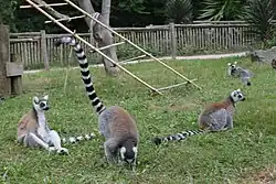 Des Lémur catta.
