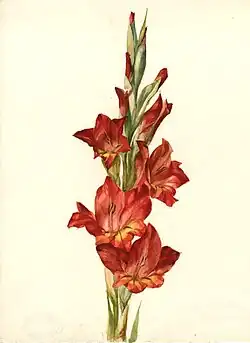 Glaïeul rouge, 1880-1930 (dessin à la mine de plomb rehaussé de gouache sur papier ; Inv. musée de la Vie wallonne no&nbsp;MVW-2301390 ; 30,5&nbsp;×&nbsp;24,8&nbsp;cm), Liège, musée de la Vie wallonne.