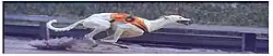 greyhound en course