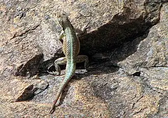 Oplurus grandidieri.