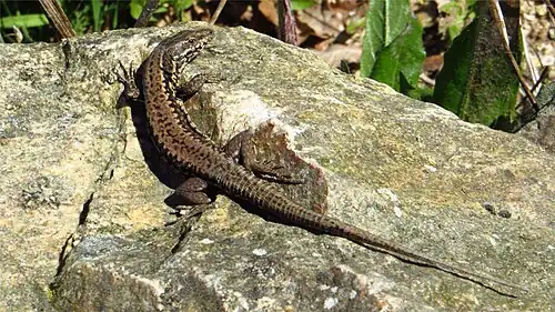 Mâle sur un rocher (héliothermie), dans la région de Nantes (16 mars 2014).