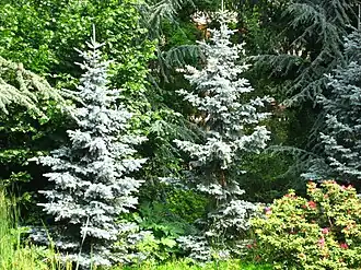 La forêt bleue.