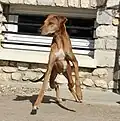 Un Azawakh Fahim Kel Az'Amour en action.