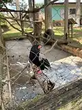 L'aigle_dans_un_café_zoo_de_mvogbeti,_Yaoundé