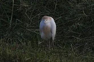 Héron photographié dans le parc.