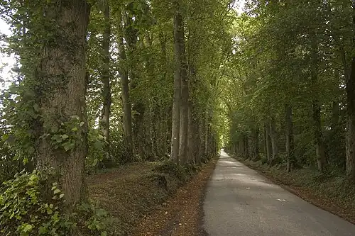 La double rangée de tilleuls menant au château.