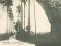 L'allée Dumanoir avant le cyclone de 1928.