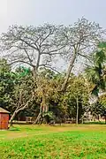Arbre remarquable