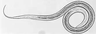 Description de l'image L3 stage larva of C. oncophora. Courtesy of Russel Avramenko.jpeg.