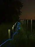 Chien avec un ruban LED.