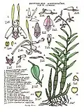Dendrobium antennatum.