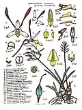 Dendrobium carronii.