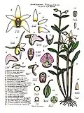 Dendrobium finniganensis.
