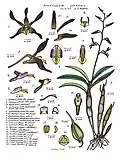 Dendrobium johannis.