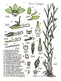 Dendrobium lobbii.