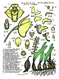 Dendrobium monophyllum.