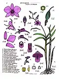 Dendrobium phalaenopsis.