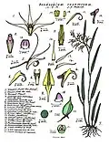 Dendrobium racemosum.
