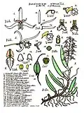 Dendrobium wassellii.