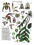 Grastidium cancroides.