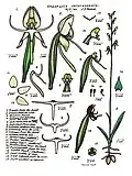 Habenaria clorosepala