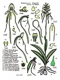 Habenaria elongata
