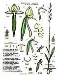 Habenaria exilis