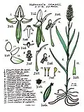 Habenaria rumphii