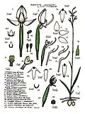 Habenaria xanthantha