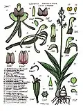 Liparis habenarina, planche descriptive de Lewis Roberts, "Orchids of far north-eastern Queensland" (1995-2003) (Australie)