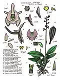 Crepidium lawleri
