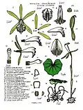 Nervilia crociformis