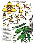 Sarcochilus hirticalcar, planche descriptive de Lewis Roberts, "Orchids of far north-eastern Queensland" (1995-2003)