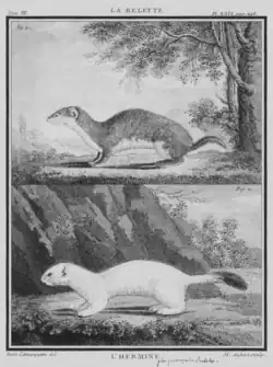 La Belette et l'Hermine (t. VII).