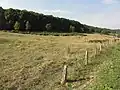 Pois de Pagney à l'est de Laneuveville-derrière-Foug.