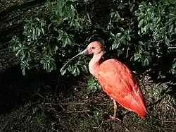 Ibis rouge (Eudocimus ruber).