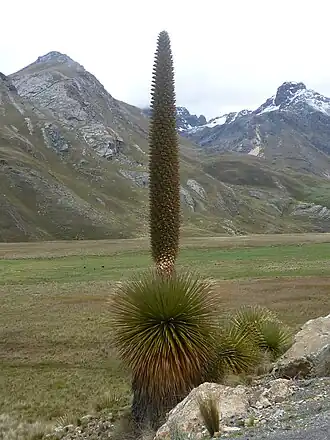 Description de l'image La Puya Raimondi.jpg.