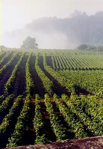La Rochepot, vignoble.