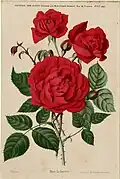 'Prince Camille de Rohan' (1861)