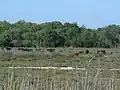 taureaux camarguais (2018) ;