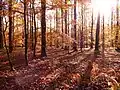 Les chênes en automne.