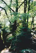 Le Rocher branlant du Bois de l’Ermite, situé sur le « toit » de la grotte de l’Ermite