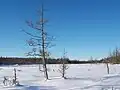 « La Savane », dans la vallée du « Cona-Brook »  en hiver 2010.