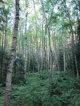 Pomponrahka.