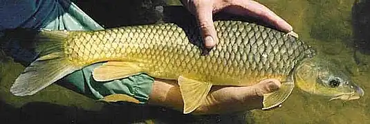 Labeobarbus aeneus.