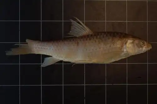 Labeobarbus reinii.