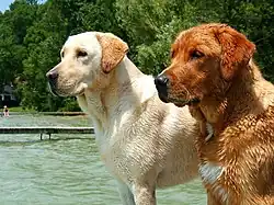 Labrador de couleur crème clair (à gauche) et fox red (à droite).