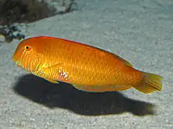Xyrichtys novacula