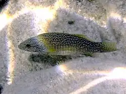Labrus viridis