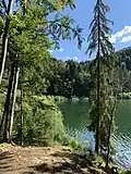 Les abords boisés du lac de Bonlieu.